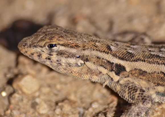 Side-blotched Lizard - Uta stansburiana/Desert Side-blotched Lizard - Uta stansburiana stejnegeri