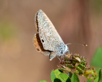 Ceraunus Blue - Hemiargus ceraunus
