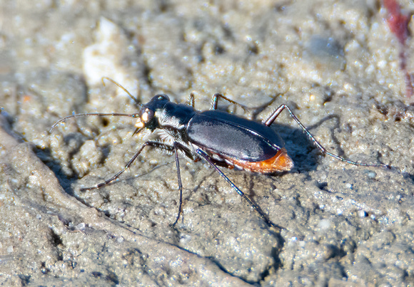 Wetsalts Tiger Beetle - Cicindela haemorrhagica
