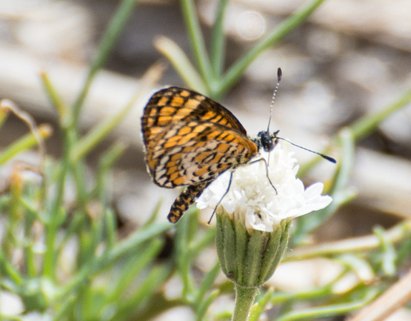 Tiny Checkerspot- Microtia dymas