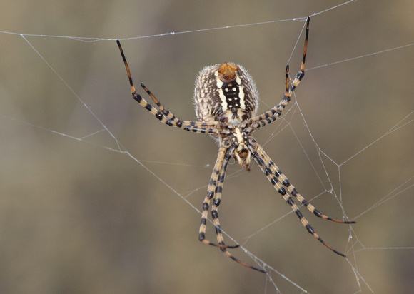 Banded argiope - Argiope trifasciata