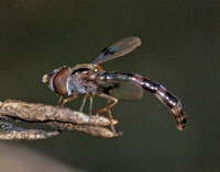 Western Band-winged Hover Fly - Hypocritanus lemur