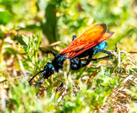 Tarantula Hawk - Pepsis chrysothemis