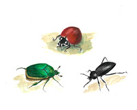 Blood red lady beetle, Fig-eater beetle, Stink beetle