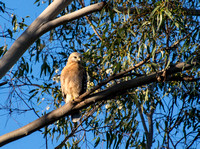 Rancho Los Cerritos Historic Site Bird Count 03-13-2015