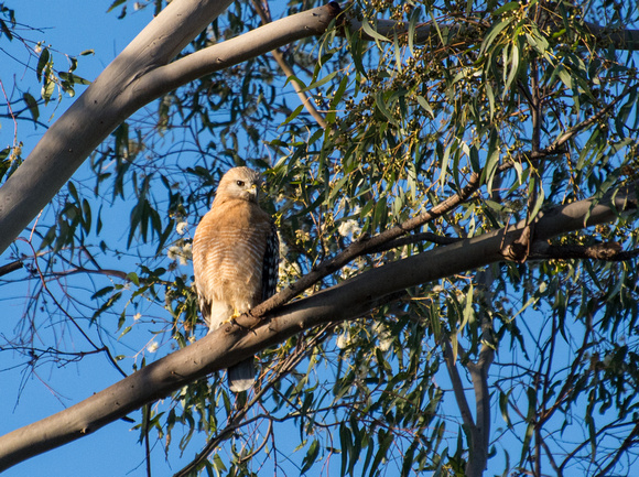 Red-shouldered Hawk - Buteo elegans