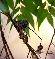 Allen's Hummingbird - Selasphorus sasin