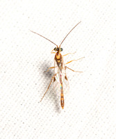 Ichneumon wasp - Unidentified sp.