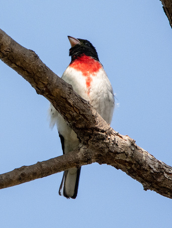 Rose-breasted Grosbeak - Pheucticus ludovicianus