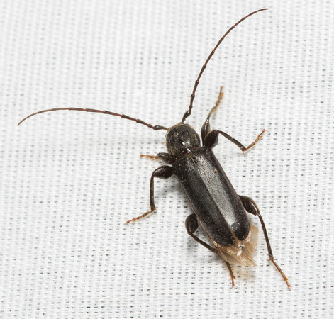 Long-horned beetle - Phymatodes grandis