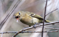 Hutton's Vireo - Vireo huttoni