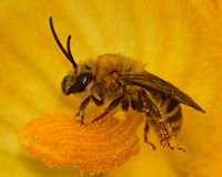 Squash bee - Peponapis pruinosa