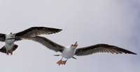 Western Gull - Larus occidentalis