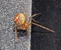 Theridion sp.  (murarium??)