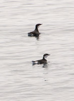 Scripps's murrelet - Synthliboramphus scrippsi