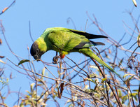Nanday Parakeet  - Aratinga nenday