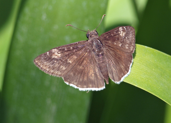 Funereal duskywing - Erynnis funeralis