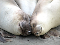 Elephant seal - Mirounga angustirostris