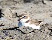 Snowy Plover - Anarhynchus nivosus