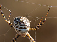 Banded argiope - Argiope trifasciata