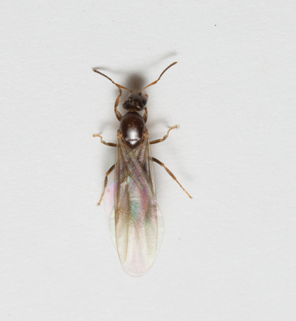 Rover ant - Brachymyrmex patagonicus