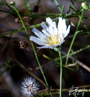 Cliff Aster - Malacothrix saxatilis