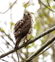 Broad-winged Hawk - Buteo platypterus