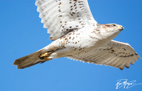 Ferruginous Hawk - Buteo regalis