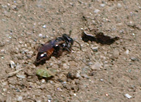 Sand wasp 2 - Tachysphex sp.
