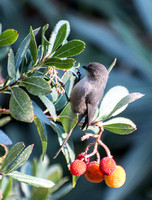 Bushtit - Psaltriparus minimus