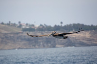 Brown Pelican - Pelecanus occidentalis