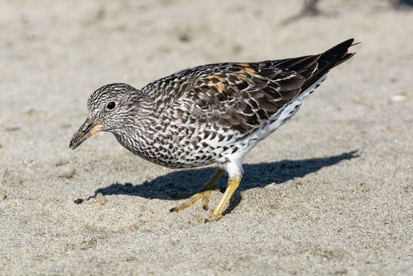 Surfbird - Calidris virgata