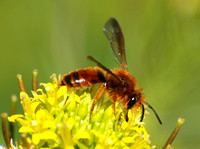 Mining bee 1  - Andrena sp.