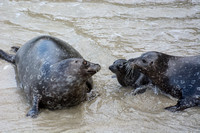 Harbor seal - Phoca vitulina