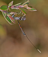 Gasteruptiid wasp - Gasteruption sp.