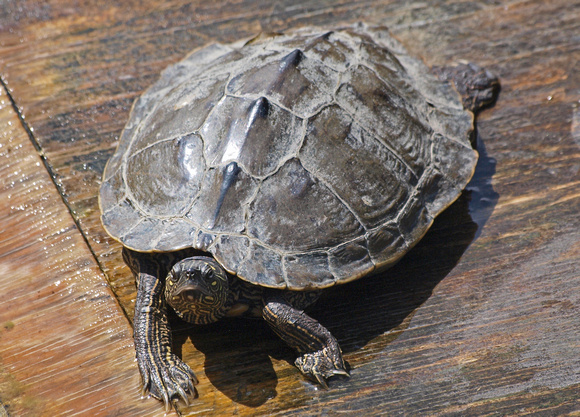 False map turtle - Graptemys pseudogeographica