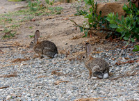 Desert cottontail  - Sylvilagus audubonnii