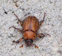 Masked Chafer  - Cyclocephala sp.