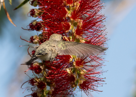 Costa's Hummingbird - Calypte costae