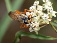 Great golden digger wasp -  Sphex ichneumoneus