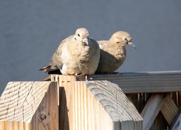 Mourning Dove - Zenaida macroura