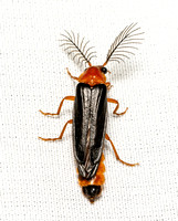 Western Banded Glowworm - Zarhipis integripennis