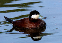Ruddy Duck - Oxyura jamaicensis
