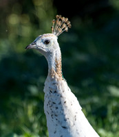 Indian Peafowl - Pavo cristatus