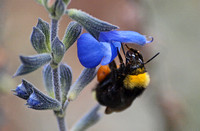 California bumble bee - Bombus californicus