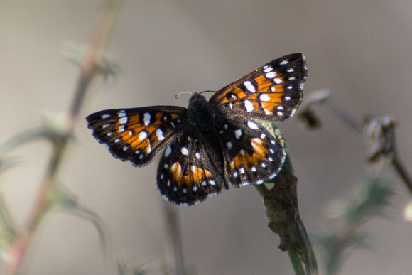Behr's metalmark - Apodemia virgulti