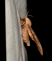 Sphinx moth - Smerinthus ophthalmica