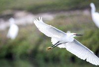 Snowy Egret - Egretta thula