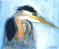 Great Blue Heron - Ardea herodias