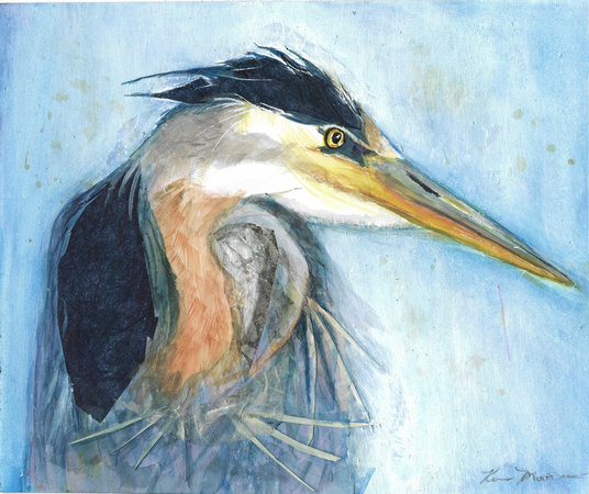 Great Blue Heron - Ardea herodias